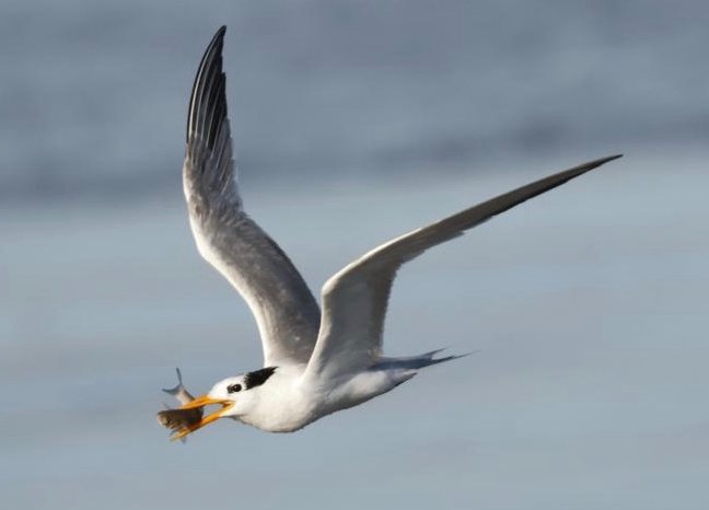 Stuart Line Cruises tweet media