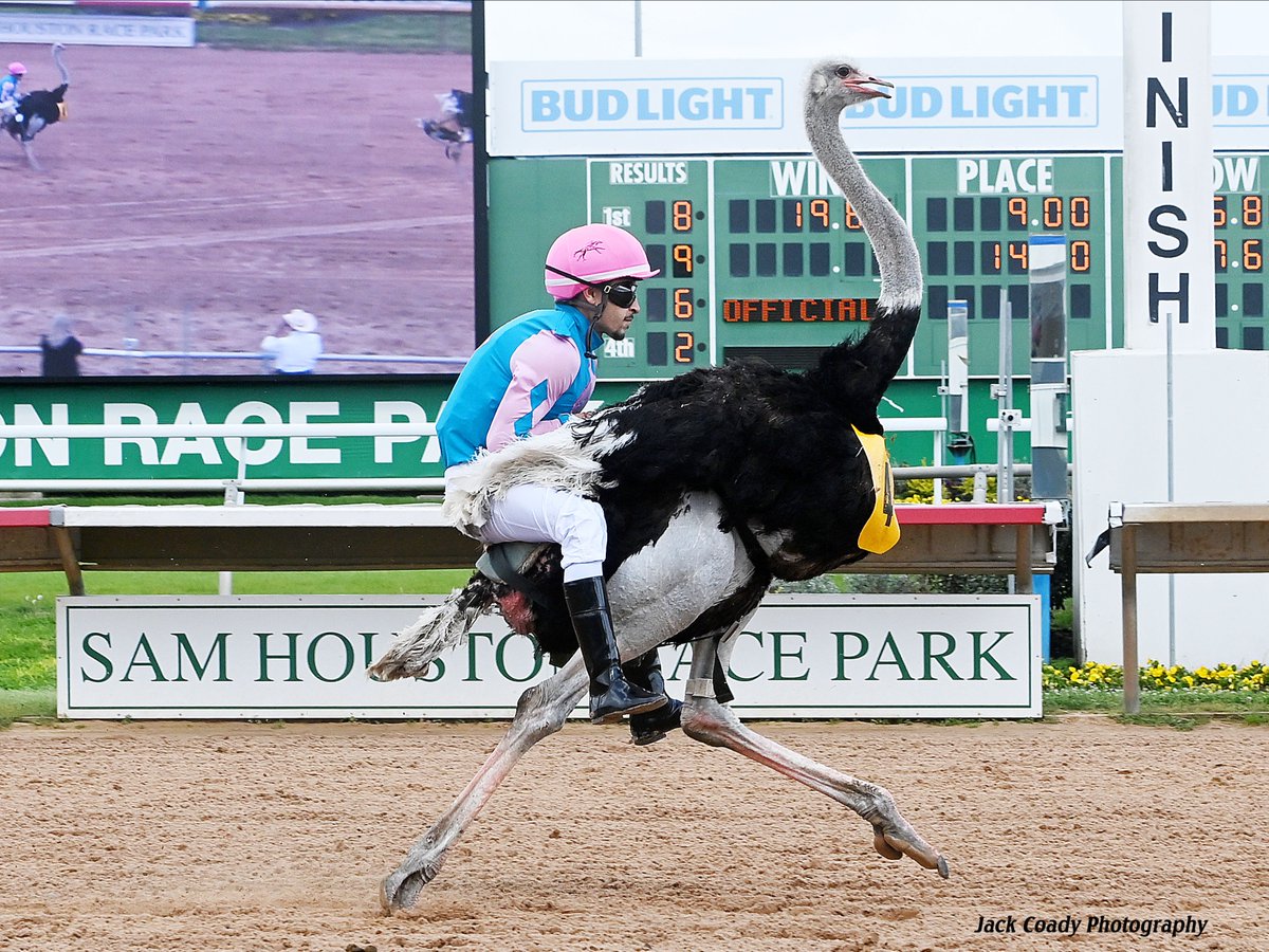Sam Houston Race Park tweet media