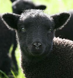 MissMapleStar's tweet photo. So apparently, it can also represent sheep or ram and if Hoyo commits to this then man this is fucked up https://t.co/0xFBEKgKOz