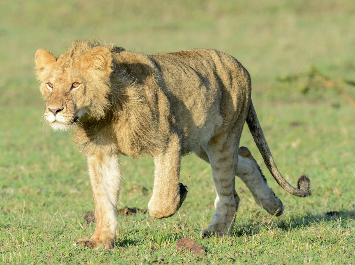 LION AID tweet media