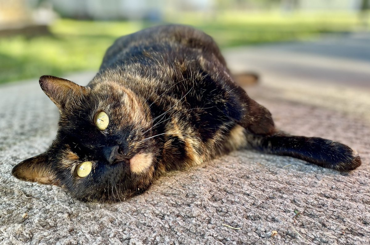 The Snoopervisor 2.0 /Moses (Wilma🌈) tweet media