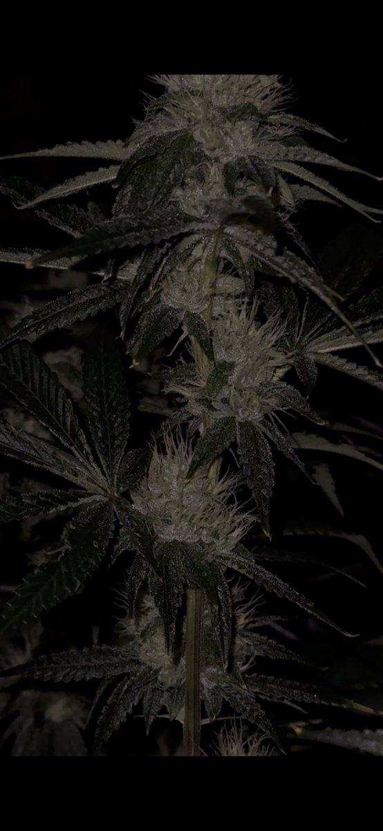 Pure & Proper Co tweet media