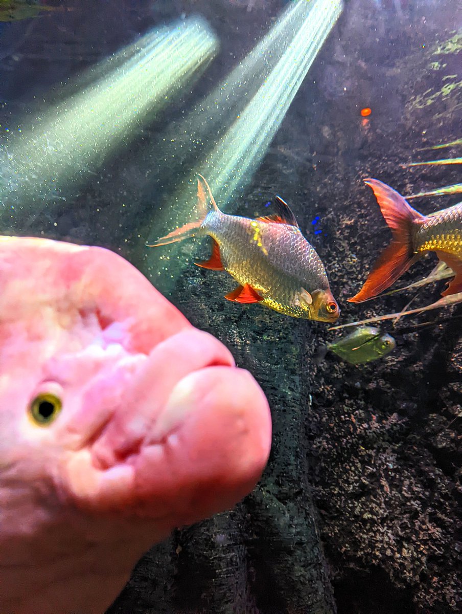 Liam R. Findlay 👃 tweet media