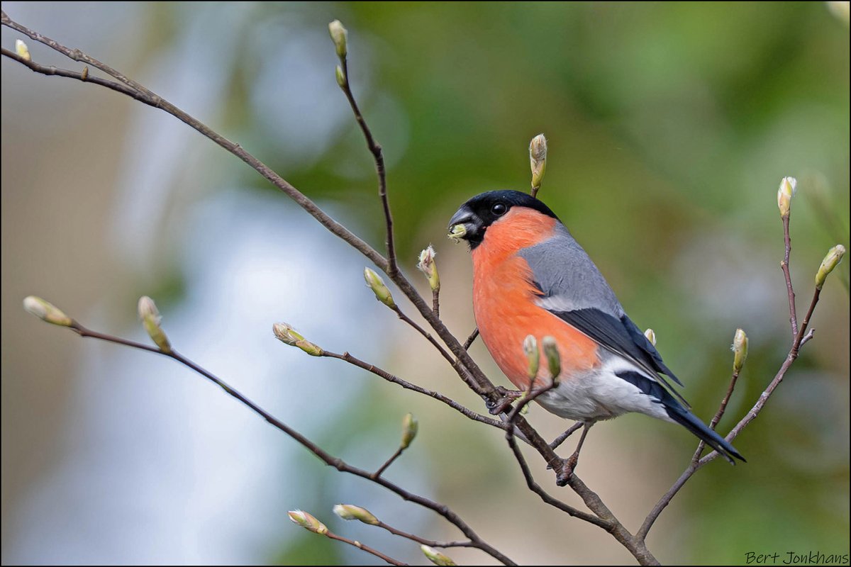 Bert Jonkhans tweet media