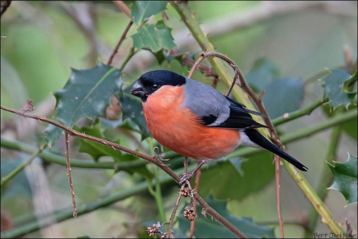 Bert Jonkhans tweet media