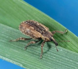 K-State Agronomy tweet media