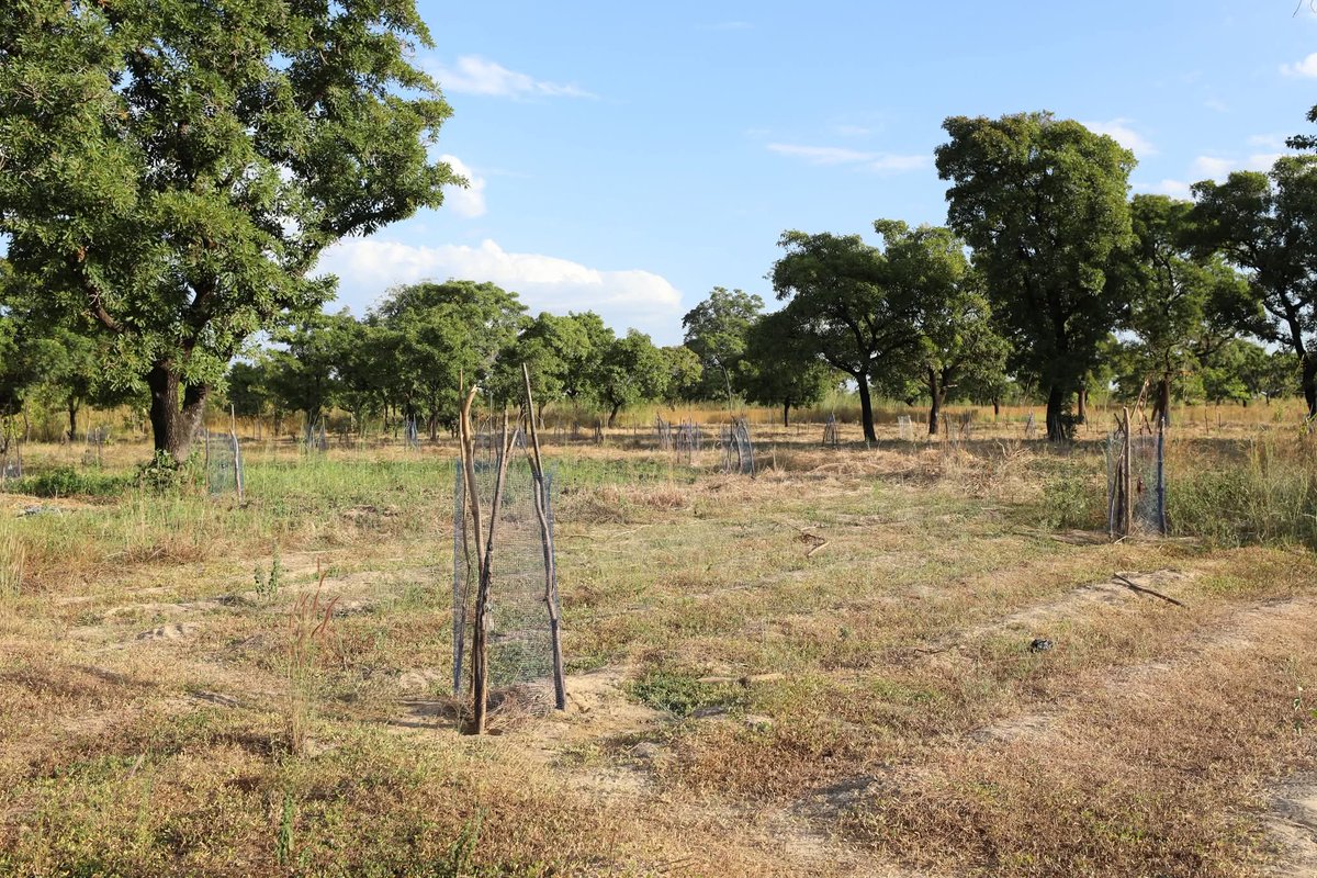 EuropeInGhana's tweet photo. 201 communities in northern Ghana have improved soil health & boosted harvests through Community Action Planning (CAP) by beekeeping🐝, tree planting🌳 & composting thanks to the #REACHProject implemented under #EUGAP by @mofagovgh and GIZ Ghana with funding from EU🇪🇺 & @BMZ_Bund https://t.co/gfIjdJNNAL