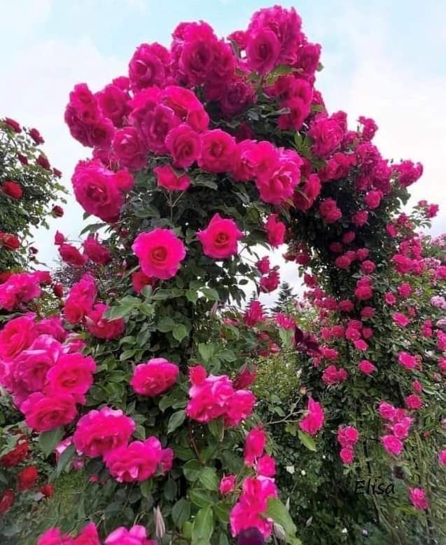 ⁦<a href="/bellarosa000/">B</a>⁩