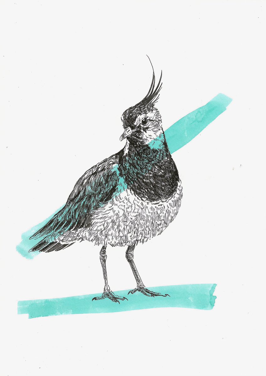 AtelierGeeraets's tweet photo. Tekening gemaakt. Het is een kievit. 

‘Ik draag gewoon kleur hoor’
29,7 x 21 cm 
Inkt op papier

Delen is lief. https://t.co/WCqqdlCMn0