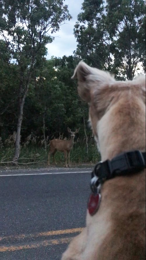 Uinta-Wasatch-Cache NF tweet media