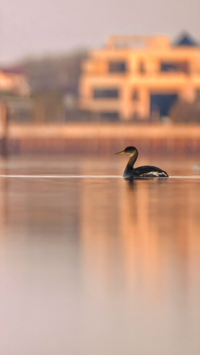 birds101 tweet media