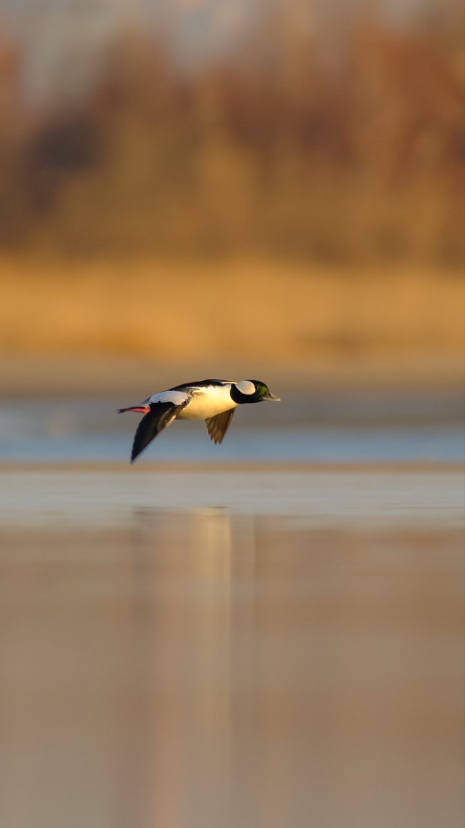 birds101 tweet media