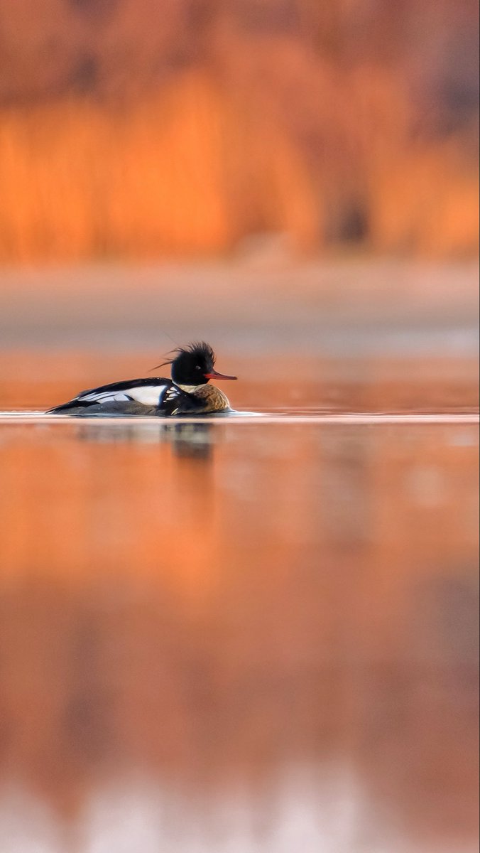 birds101 tweet media