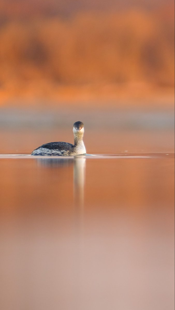 birds101 tweet media