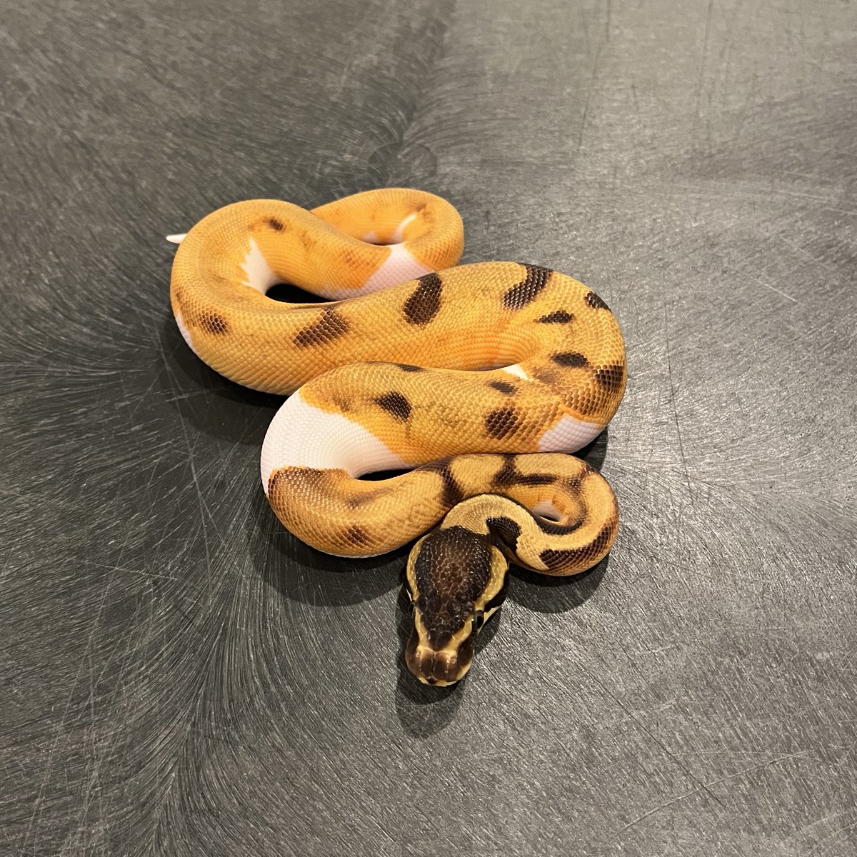 MorphMarket tweet media