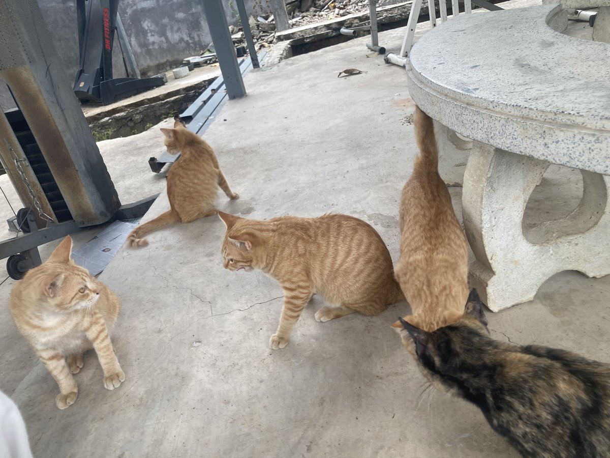 วะฮ่าฮิ้วว
