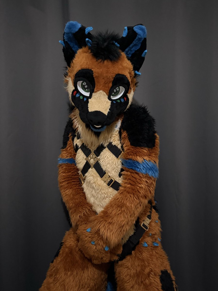 Relyth_'s tweet photo. Just received the harness from @Crunchycurl, he is perfect! 🖤💛🖤

For my @MillowCuincy~ https://t.co/SeFqO671J7
