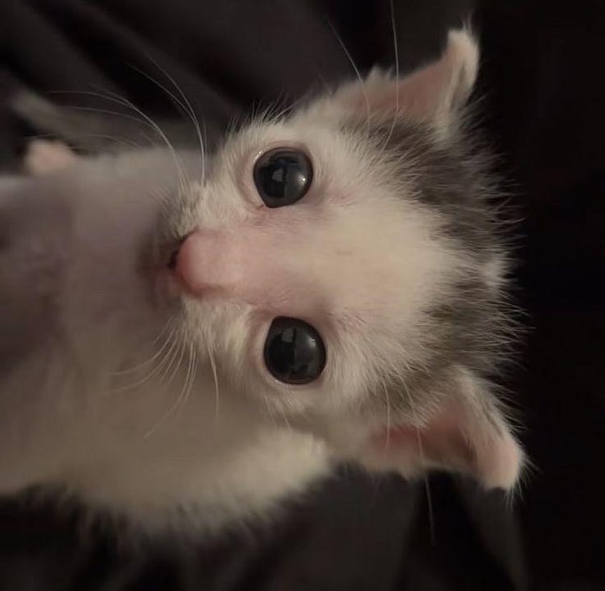 Punch Cat tweet media