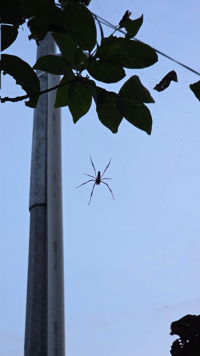 Ana 🐱 tweet media