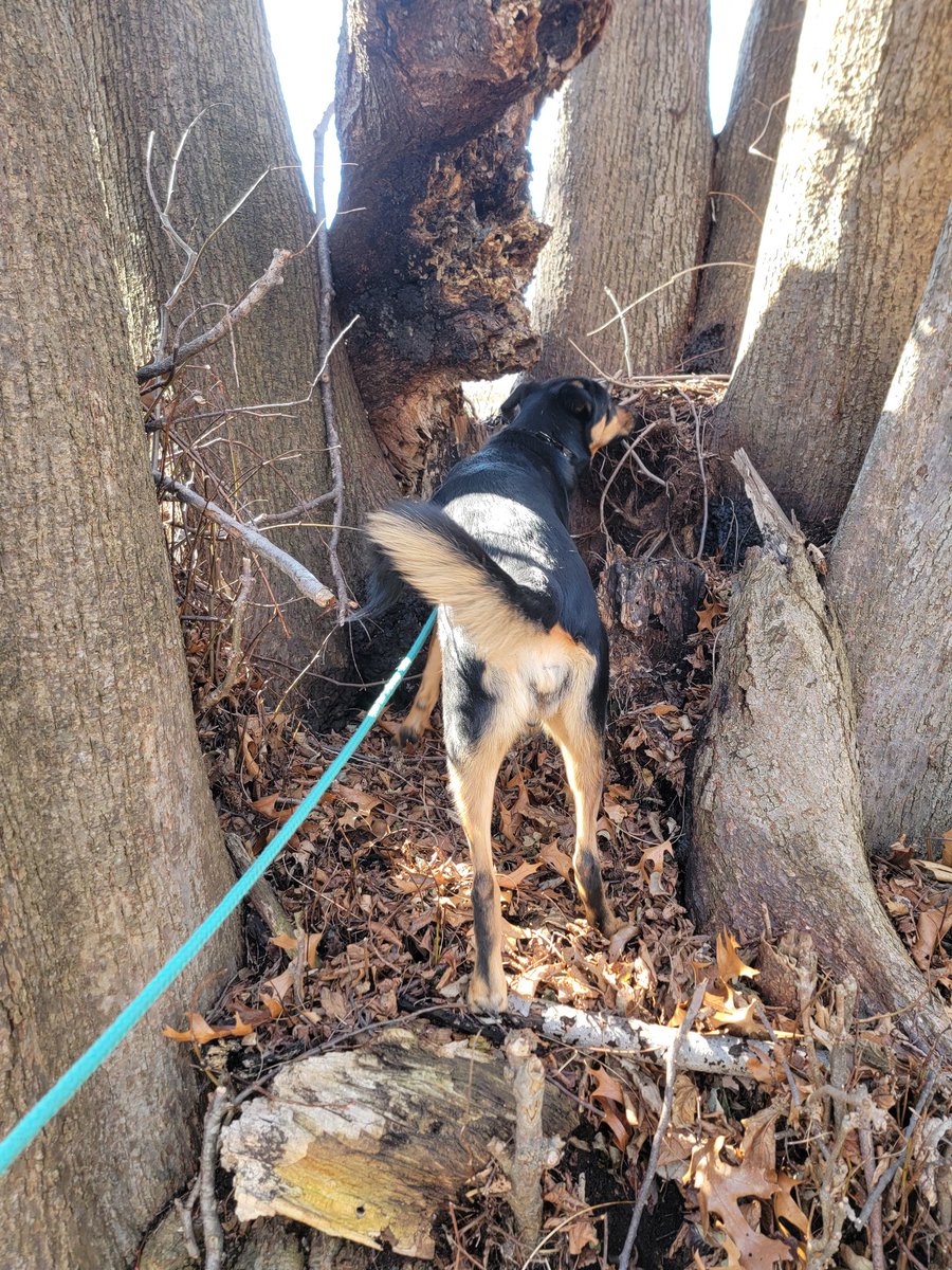 Turned over a stone. Hella bugs.