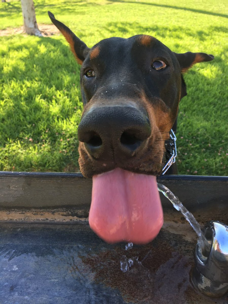 Doguinho passando para lembrar vocês de beber água!!!