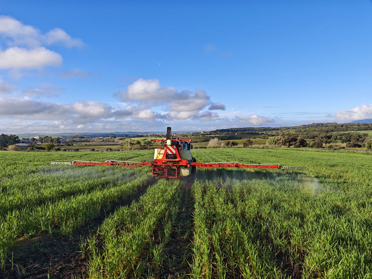 CatedraSipcam's tweet photo. 🗣️La Cátedra SIPCAM @sipcam_iberia de Bioestimulación de Cultivos para la Promoción de una Agricultura Rentable y Sostenible continúa desarrollando ensayos de campo en trigo duro y trigo blando para evaluar distintas estrategias de bioestimulación en cereales de invierno. https://t.co/MduQd57sy8