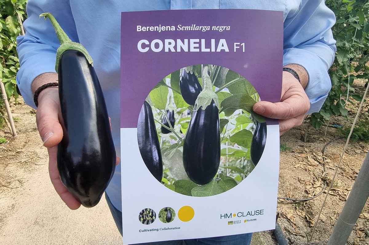 FHALMERÍA 🌱 tweet media