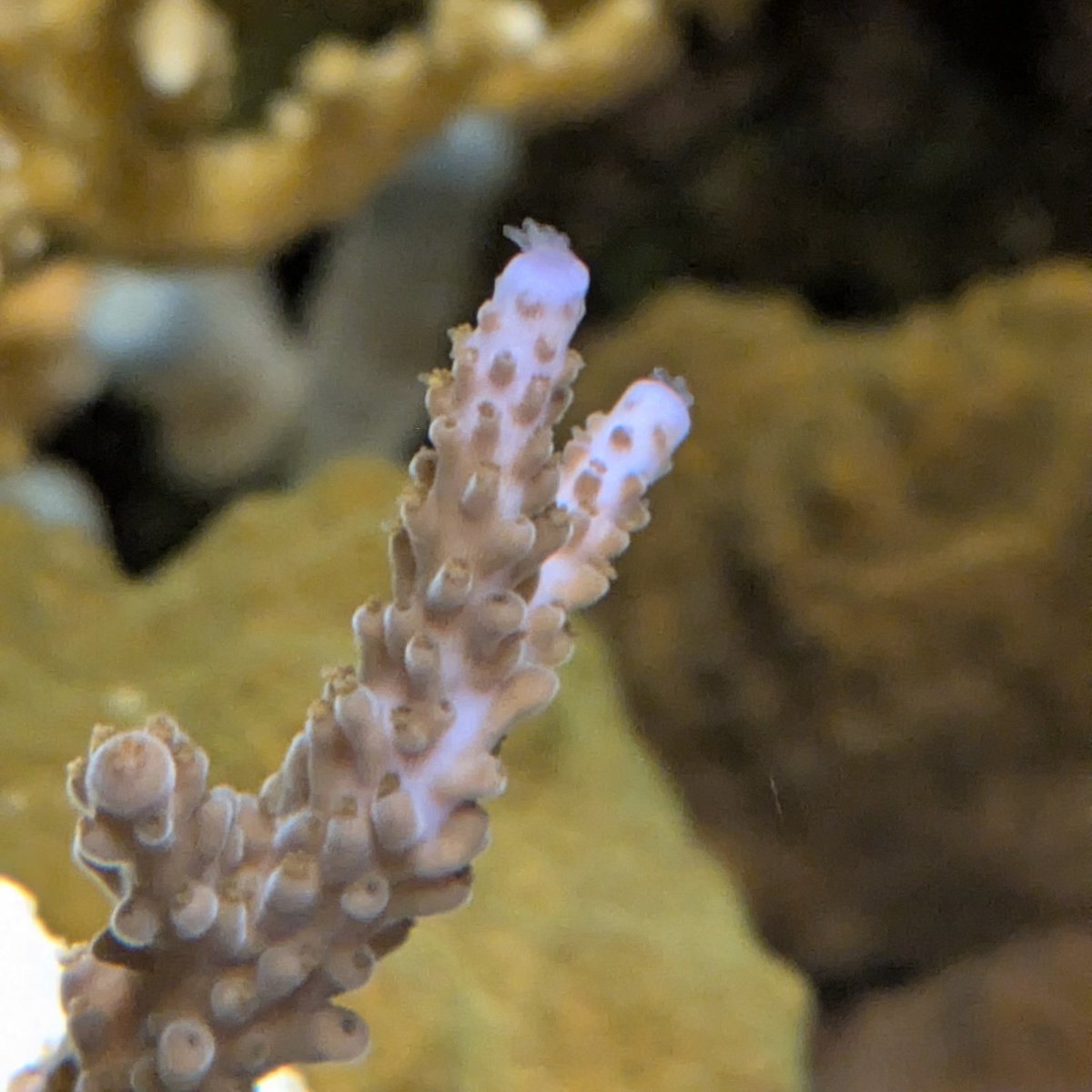 yappariyama's tweet image. 真夜中の水槽。
ミドリイシの捕食ポリプが出ている。

リン酸塩 0.00ppm
硝酸塩 0ppm

測定上は栄養塩ゼロ。
でも実際は、無機化する前にバクテリアや微生物が取り込み、増えた微生物群をサンゴが捕食しているんだろうなぁ。

#reefkeeping
#spscoral
#nanoreef
#microbialreef
#spongeloop