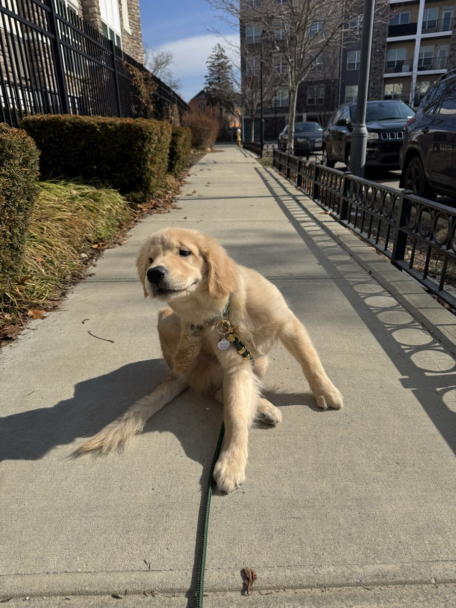 slothtopherr's tweet photo. I don't get why he refuses to pee outside. I'm doing everything right! I'm playing "potty 4 u" by Charli xcx and he still won't go 😩 https://t.co/m5lIc52p9n