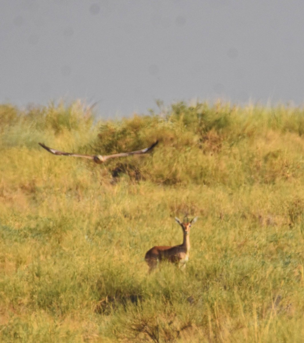 Syed Rizwan Mehboob tweet media