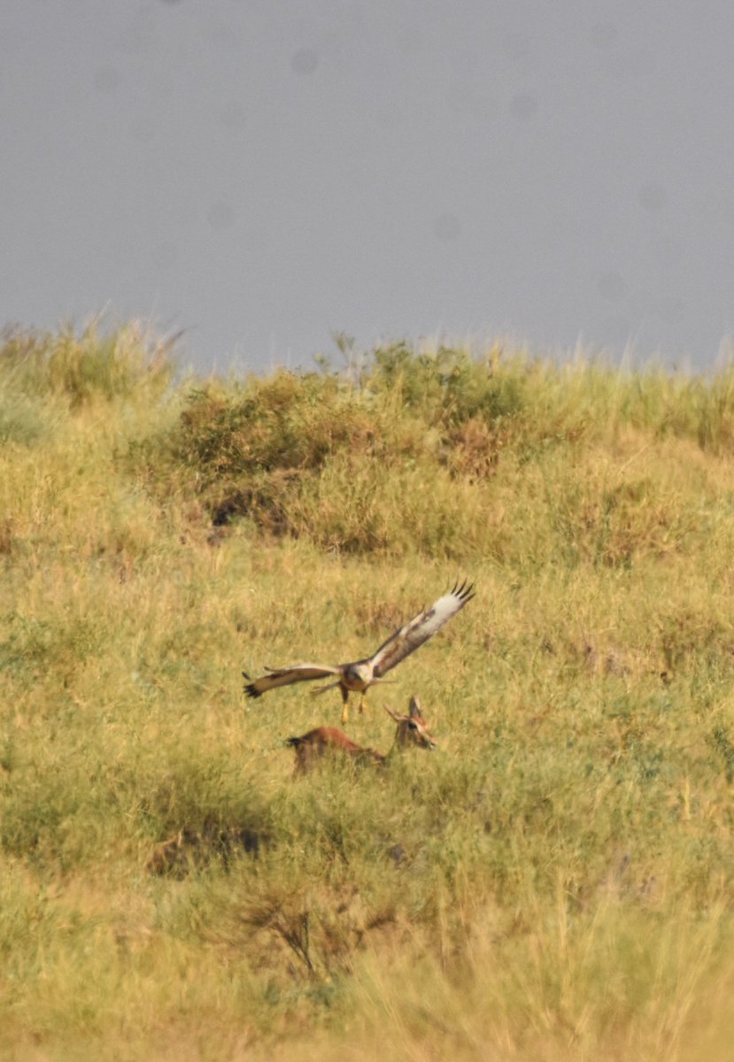 Syed Rizwan Mehboob tweet media