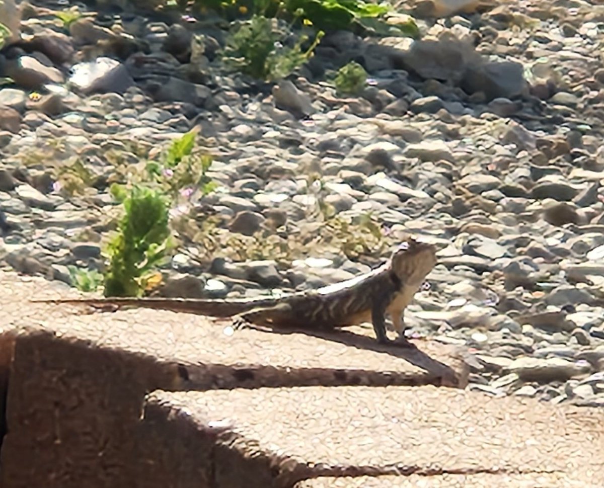 Odds and N's tweet media