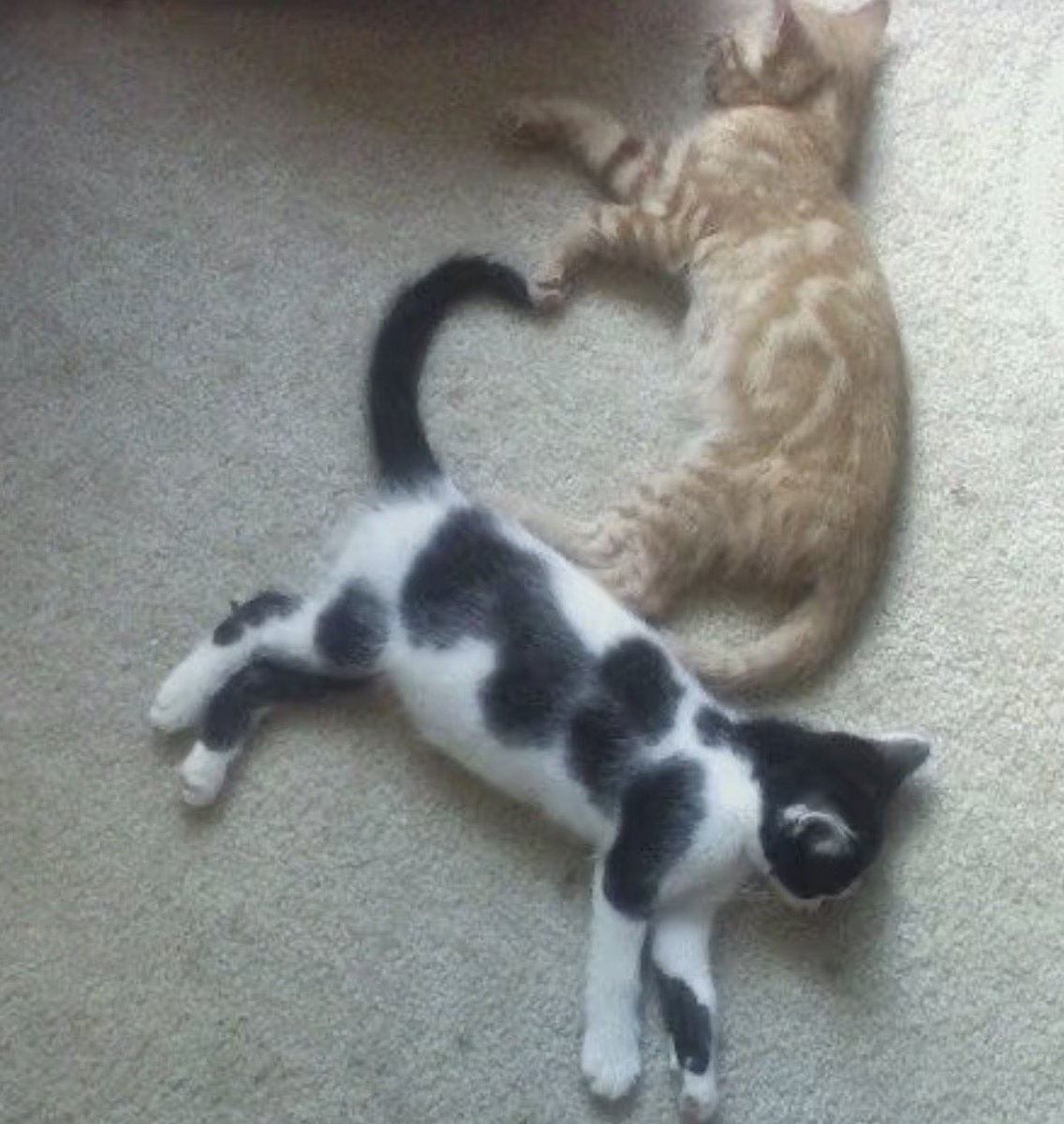 twaniimals's tweet photo. https://t.co/xny6dEyX9B