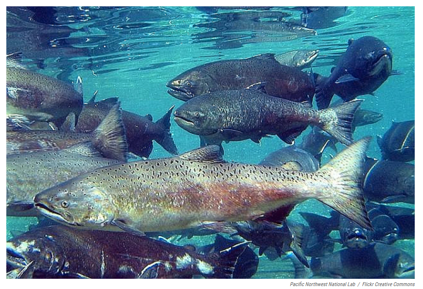 Save The World's Rivers! tweet media