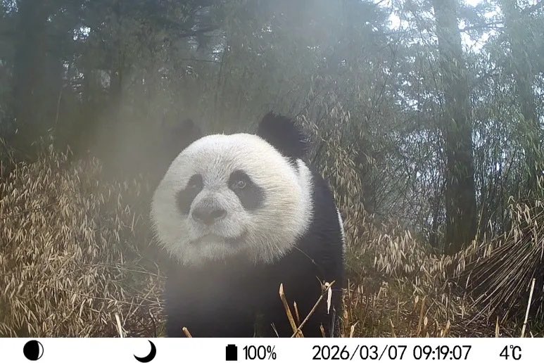 pandas_fr's tweet photo. 🐼 📸 Magnifique #panda sauvage photographié le 7 mars dernier par un piège photo installé dans le comté de #Pingwu.
@ChinaMianyang @SichuanDaily @Amazingsichuan @chinasichuantv
https://t.co/QYVgSCHpvu https://t.co/IUUzkVANv9