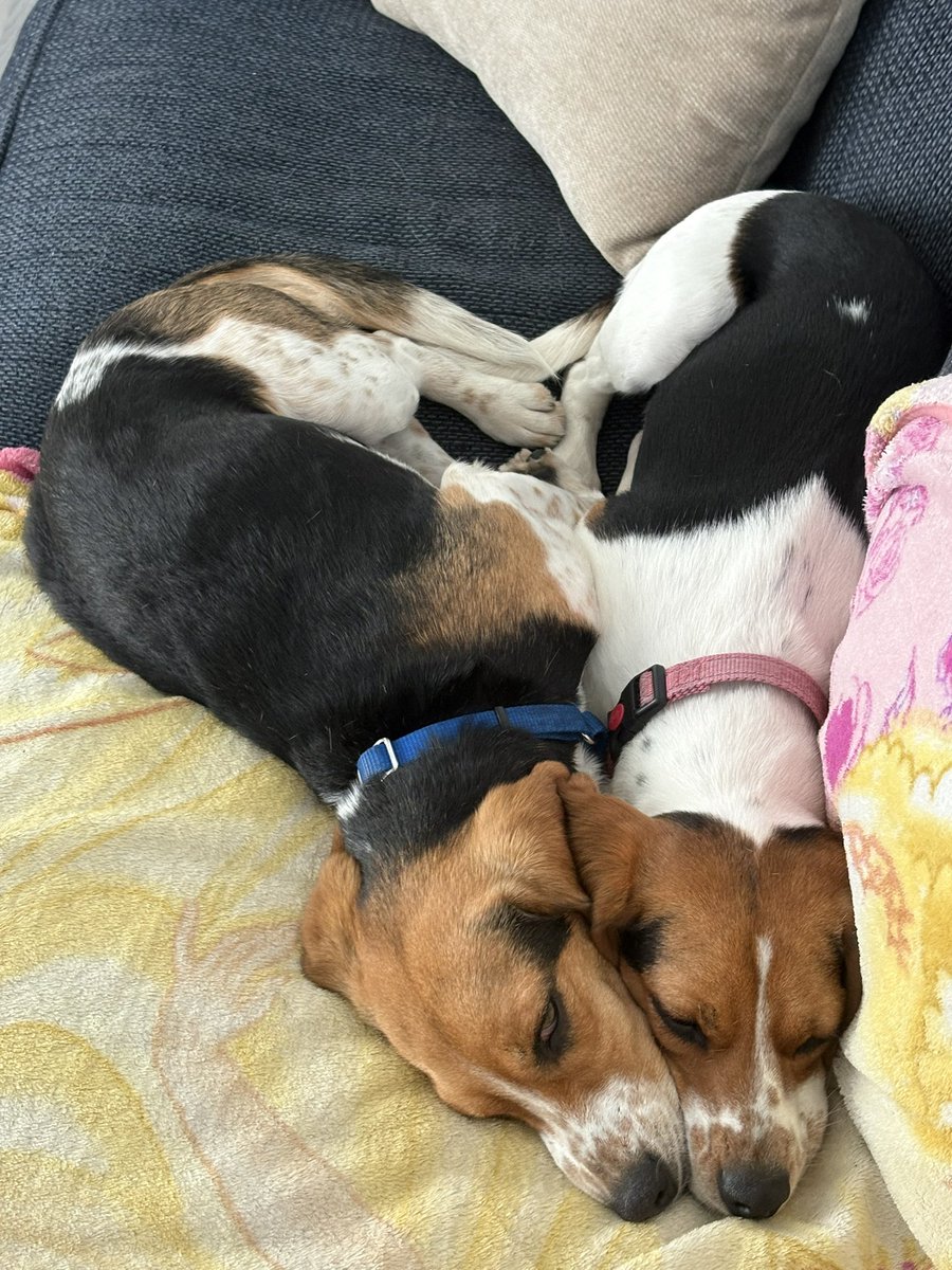 Winnie, Goldie & 🌈🐶 Pip da Beagle tweet media