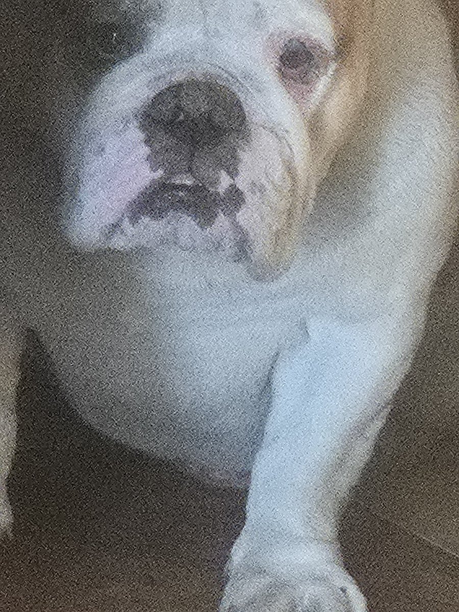 niggabreeder #ç🎀⭐️🇺🇸🐴🦔❌️🐁🐇💀 tweet media