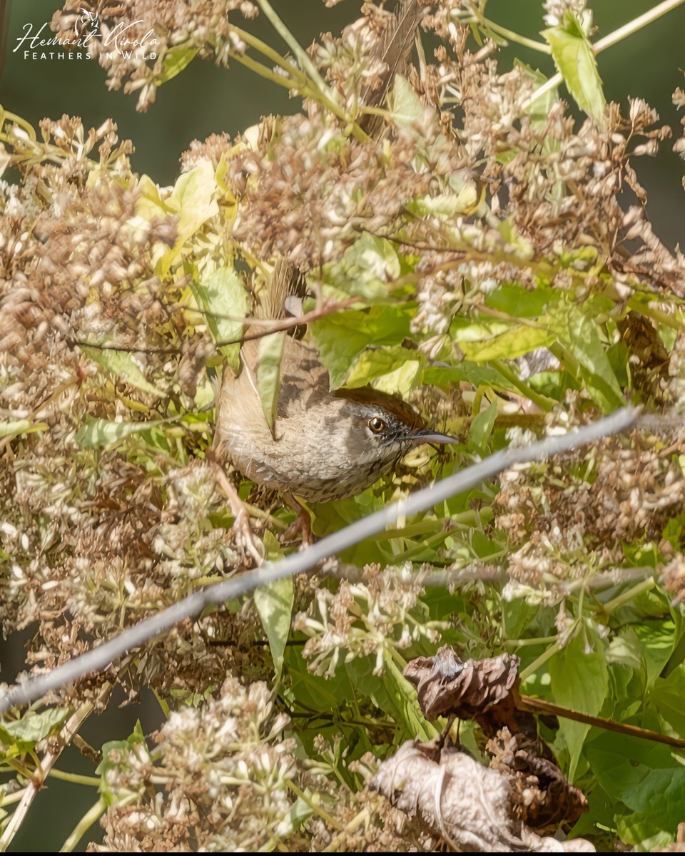 Feathers in Wild_Hemant Kirola tweet media