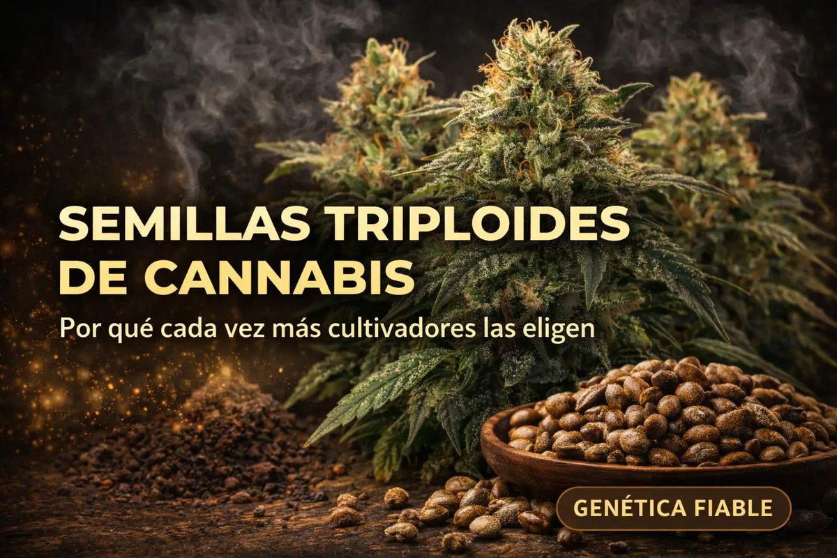 cannabulkseeds's tweet image. Have you heard about triploid cannabis genetics?

More growers are exploring this new type of breeding.

Discover why 👇

cannabulkseeds.com/semillas-tripl…

#CannabisGenetics #Triploid #CannabisGrowers
