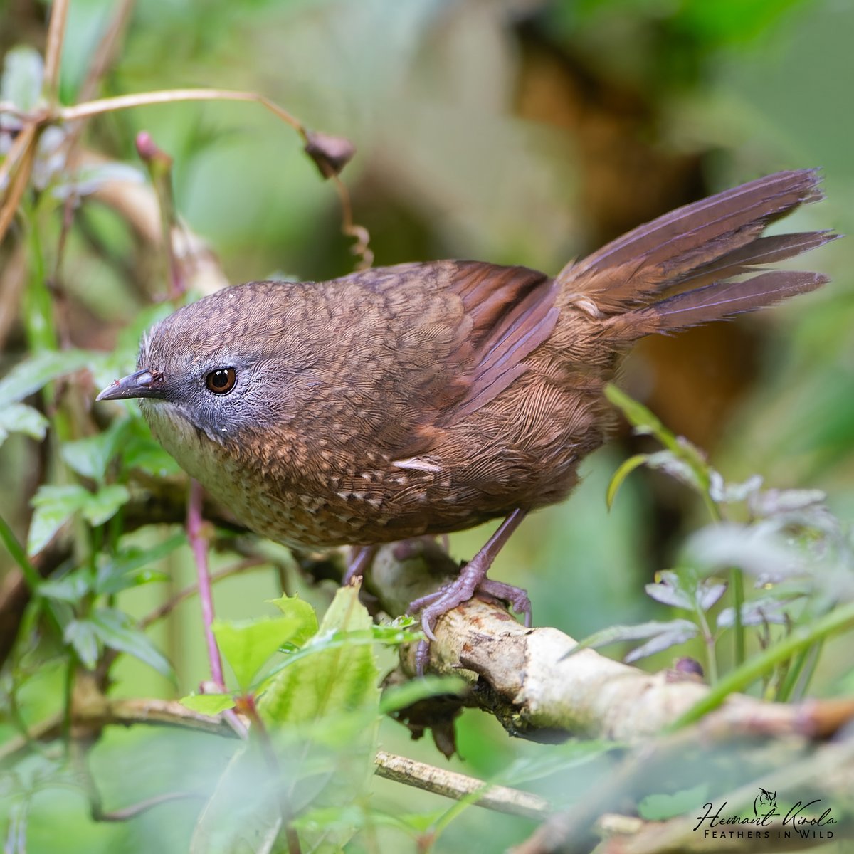 Feathers in Wild_Hemant Kirola tweet media
