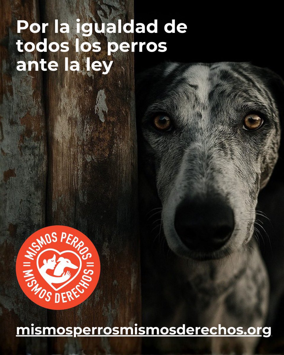 MareaAntitauri1's tweet photo. @oscar_puente_ Si lo ves, así, actúa para que no se publiquen los reales decretos que @pbustinduy quieres sacar con planas para que los cazadores puedan maltratar sus animales a gusto sin ninguna consecuencia, 
Una verdadera vergüenza.

https://t.co/8Wti1ngr7d https://t.co/su7hQm3qtw