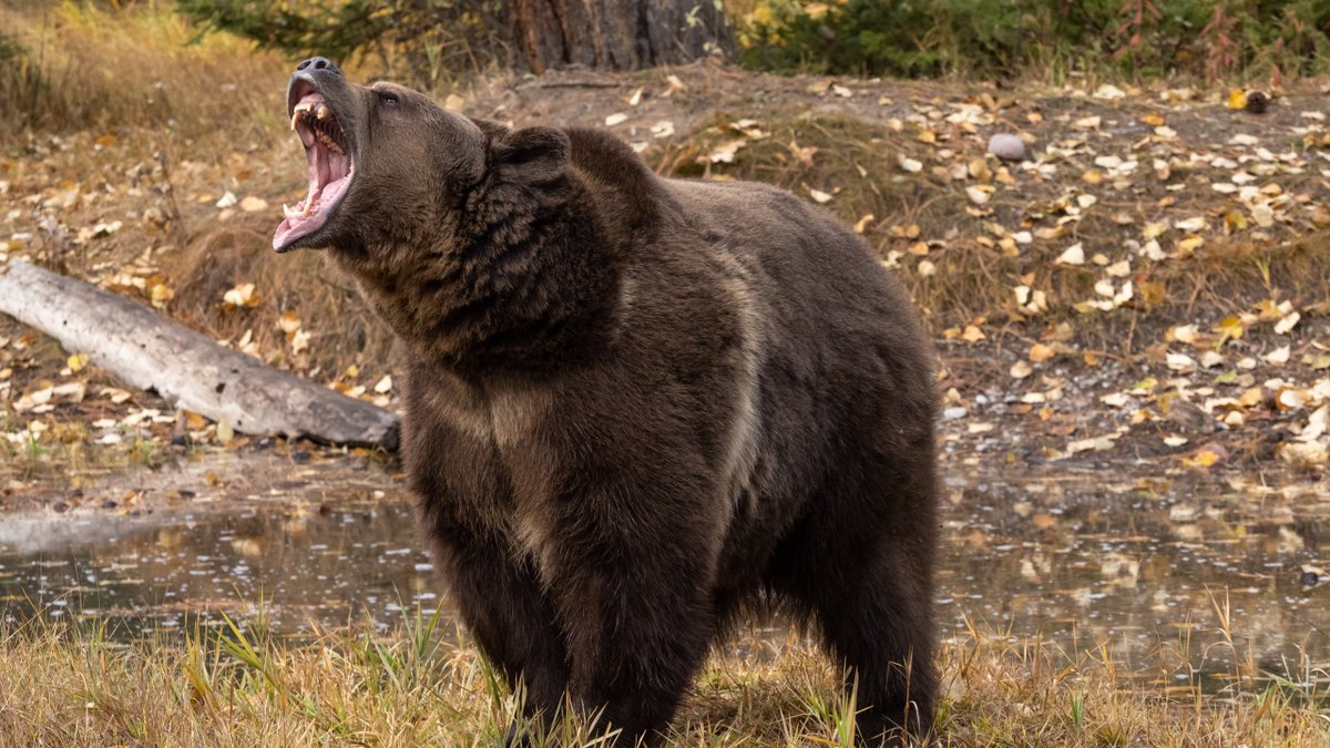 ABA Litigation Section tweet media