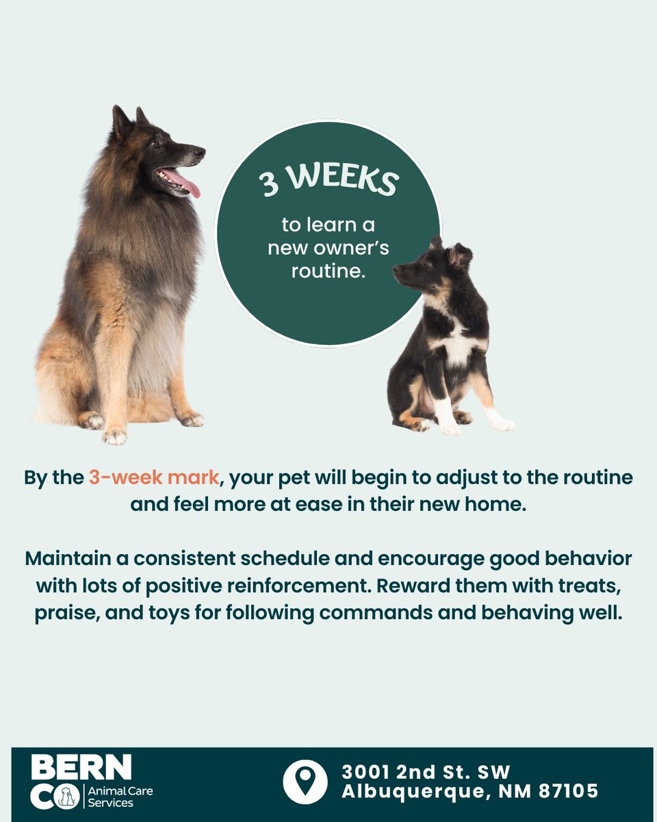 BernCo_Animal's tweet photo. Adopting a pet? Remember the 𝟑-𝟑-𝟑 𝐑𝐮𝐥𝐞 🐾
𝟑 𝐃𝐚𝐲𝐬: Feeling overwhelmed
𝟑 𝐖𝐞𝐞𝐤𝐬Settling into routine
𝟑 𝐌𝐨𝐧𝐭𝐡𝐬: Feeling truly at home 🏡
Patience + love = a lifelong best friend. 💙
#AdoptDontShop #333Rule
#AdoptDontShop #PetAdoption #333Rule https://t.co/DqUNgkSqkO
