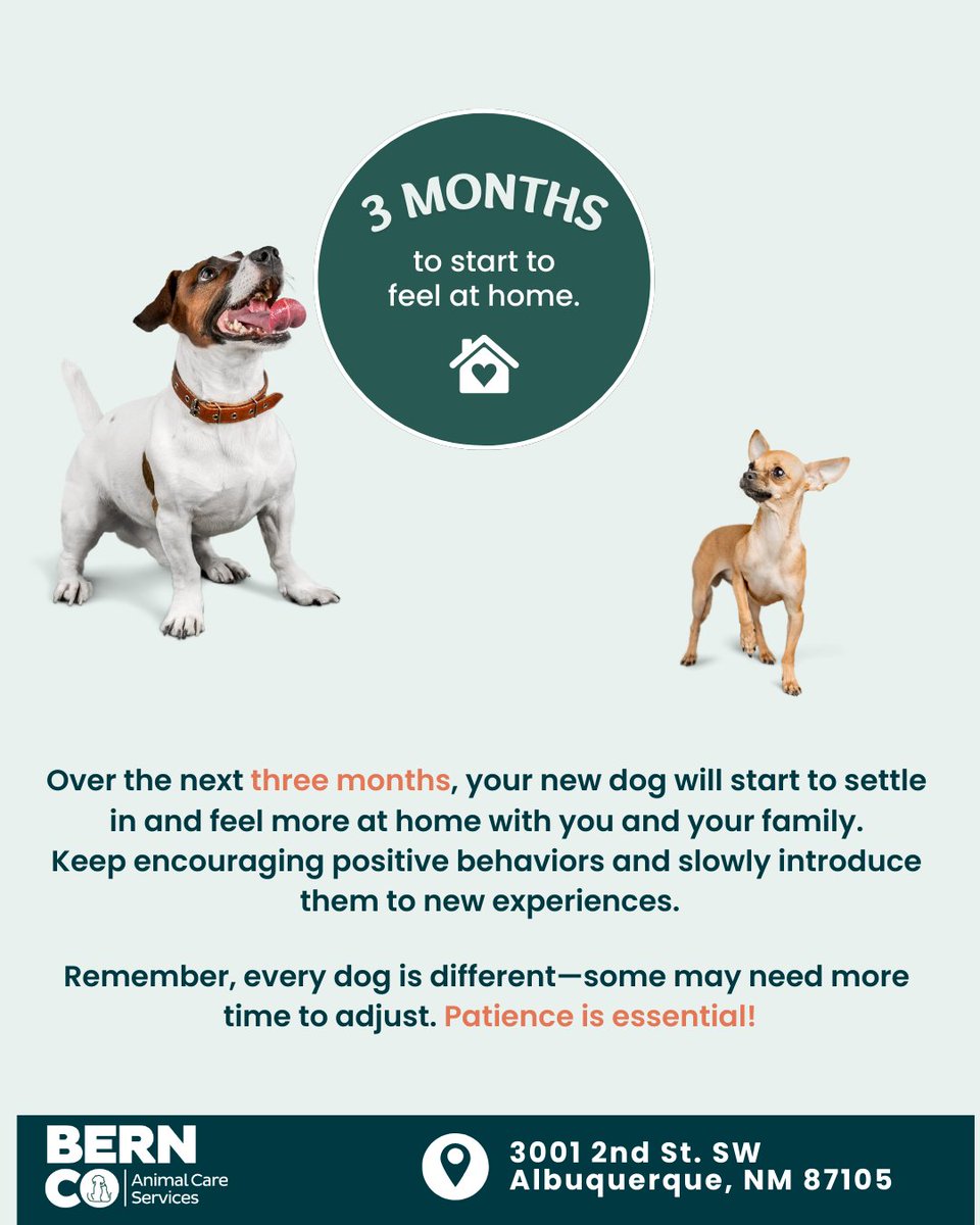 BernCo_Animal's tweet photo. Adopting a pet? Remember the 𝟑-𝟑-𝟑 𝐑𝐮𝐥𝐞 🐾
𝟑 𝐃𝐚𝐲𝐬: Feeling overwhelmed
𝟑 𝐖𝐞𝐞𝐤𝐬Settling into routine
𝟑 𝐌𝐨𝐧𝐭𝐡𝐬: Feeling truly at home 🏡
Patience + love = a lifelong best friend. 💙
#AdoptDontShop #333Rule
#AdoptDontShop #PetAdoption #333Rule https://t.co/DqUNgkSqkO