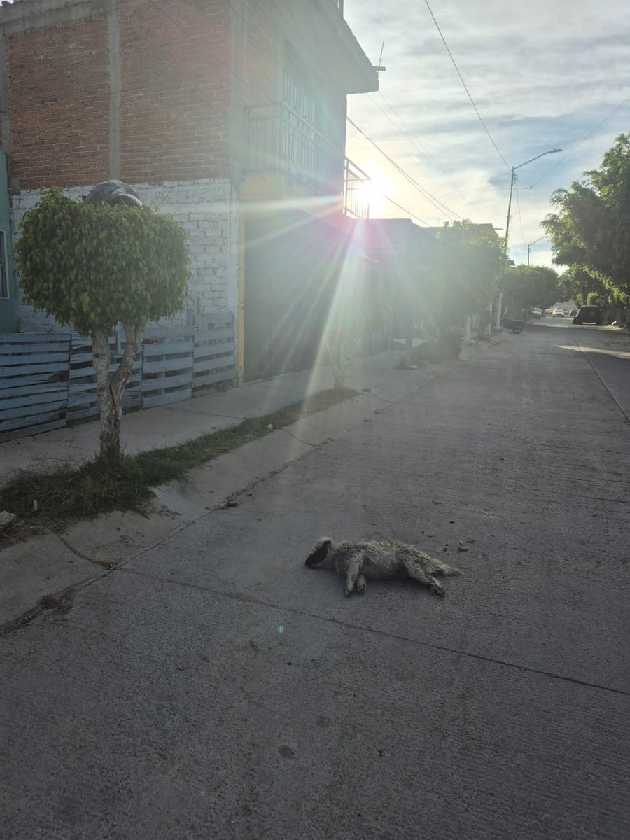 Iguanomayor tweet media