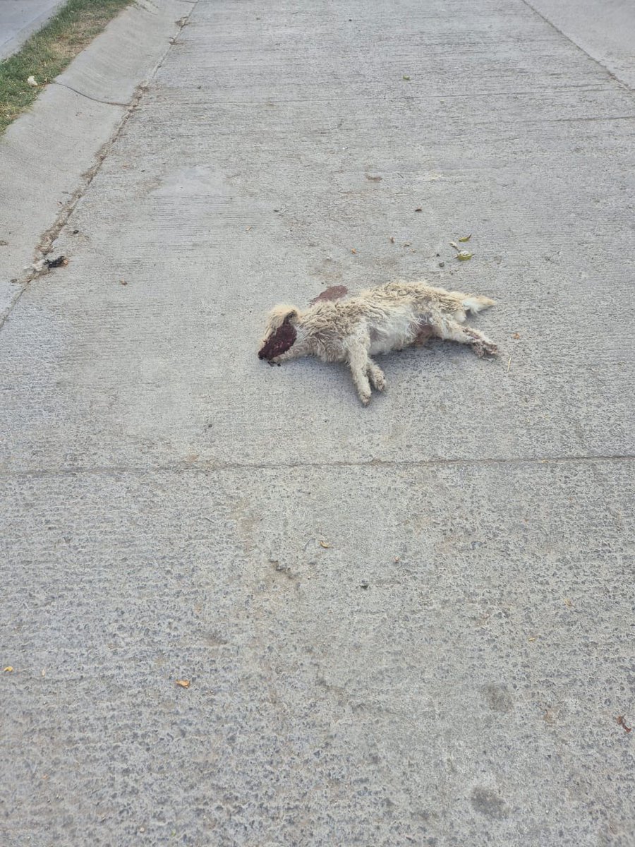 Iguanomayor tweet media