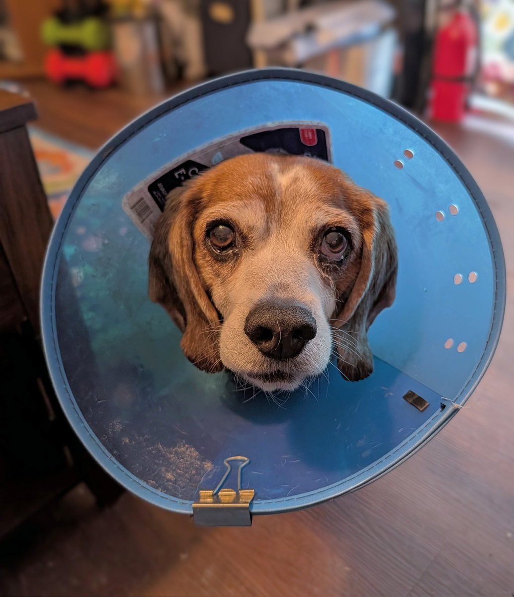 Norman looks like I taxidermied his head but haven't hung it up yet. Which, while occasionally tempting, is not yet the case.