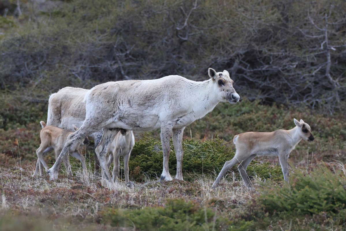 Trans Canada Trail 🇨🇦 tweet media