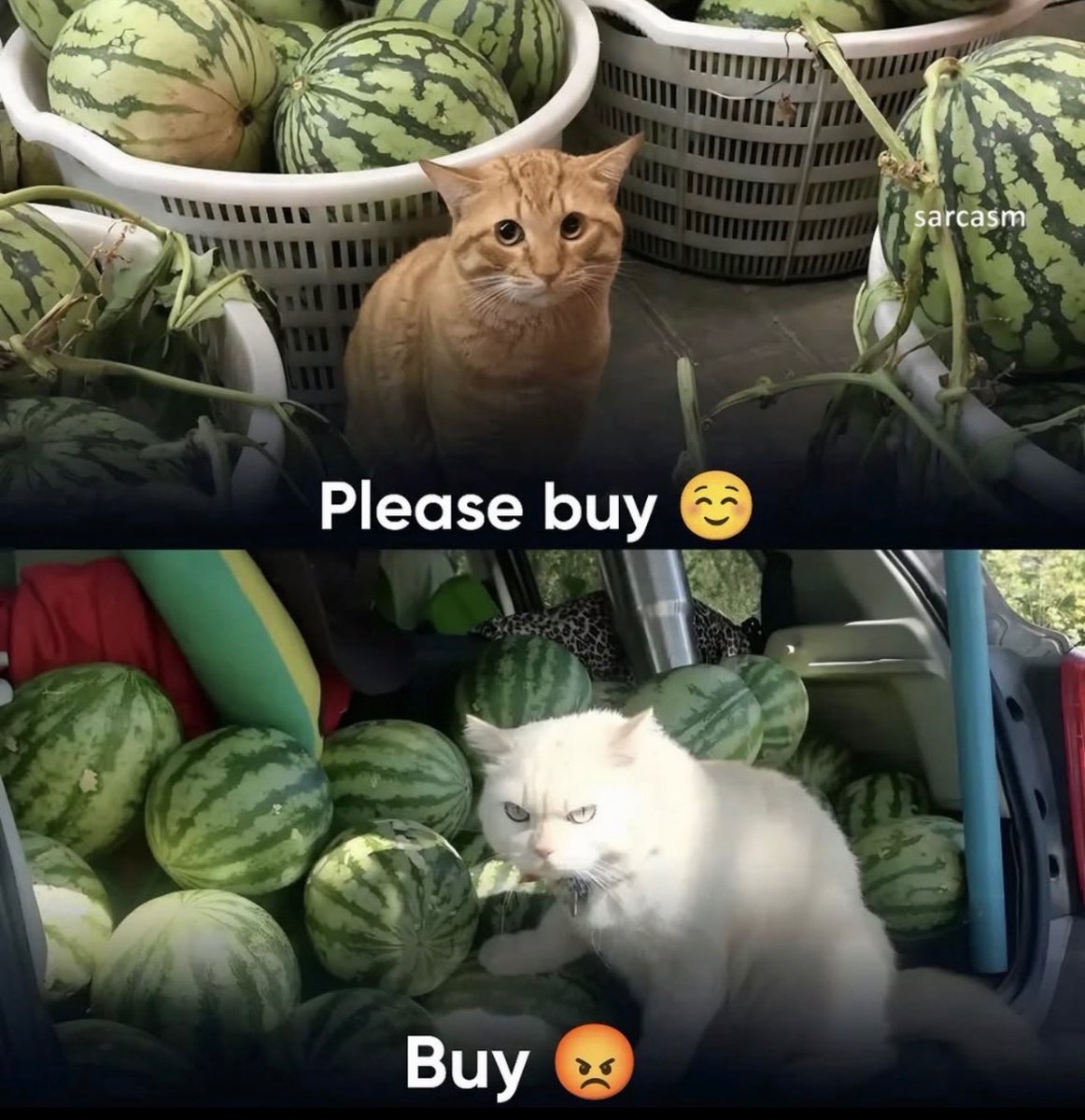 cats with powerful impression 🐾 tweet media