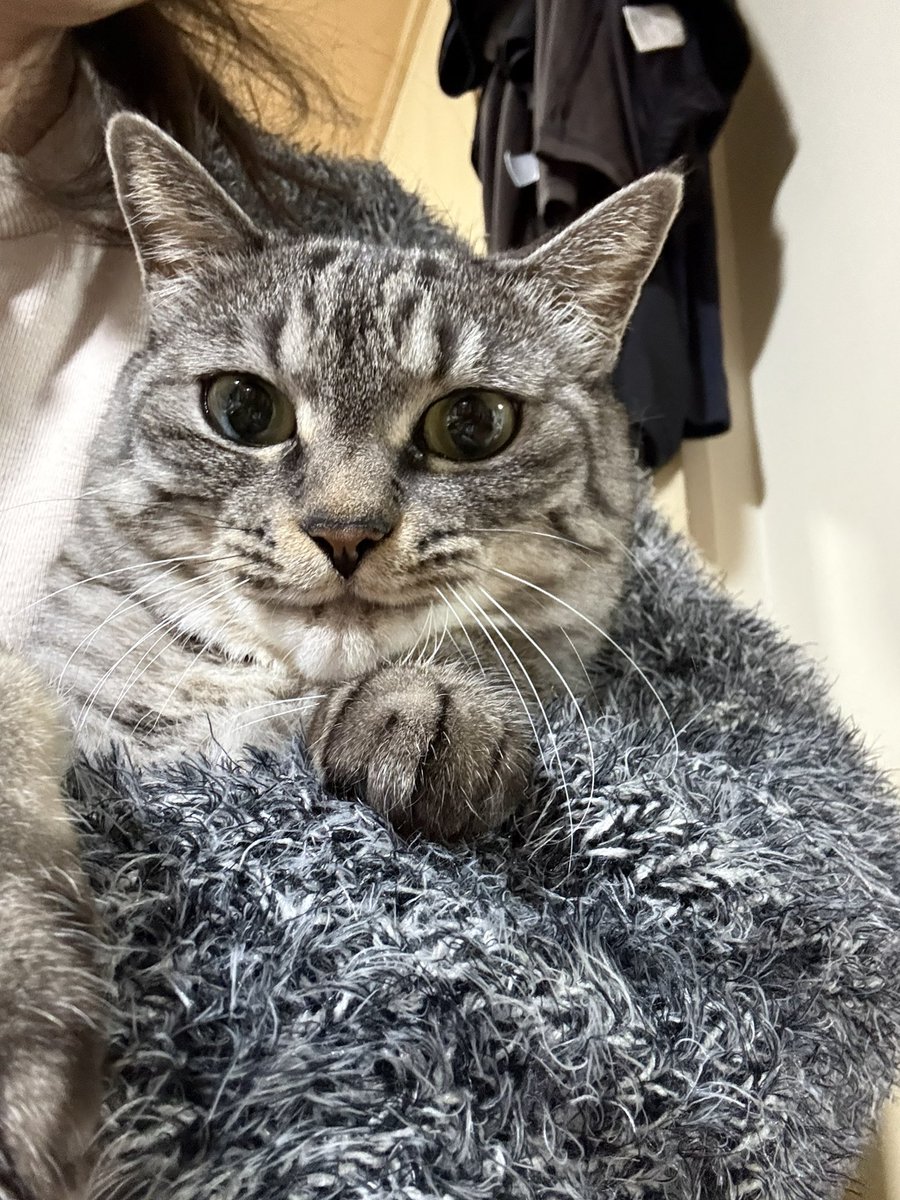 lqe05z734o31's tweet image. #今日のローコネの一曲
#ANSWER
 おはにゃん、花🌸
今日は嬉しい木曜日、リカちゃんのラジオ📻の日にゃよー‼️今日はダブルゲスト　なつむさんと清太郎さんに、新しいアシスタント　あおさんがくる日にゃよー、頑張ってにゃ✌️楽しみにしてるにゃ‼️
今日のリクエストはANSWERにしたにゃよ、お願いにゃ🙇‍♀️